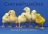 chicksplusone
