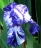 VClark